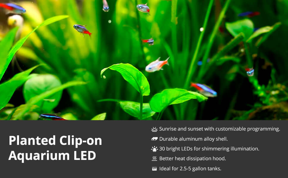 Rampe LED nano à pince NICREW fixée au bord d'un petit aquarium planté